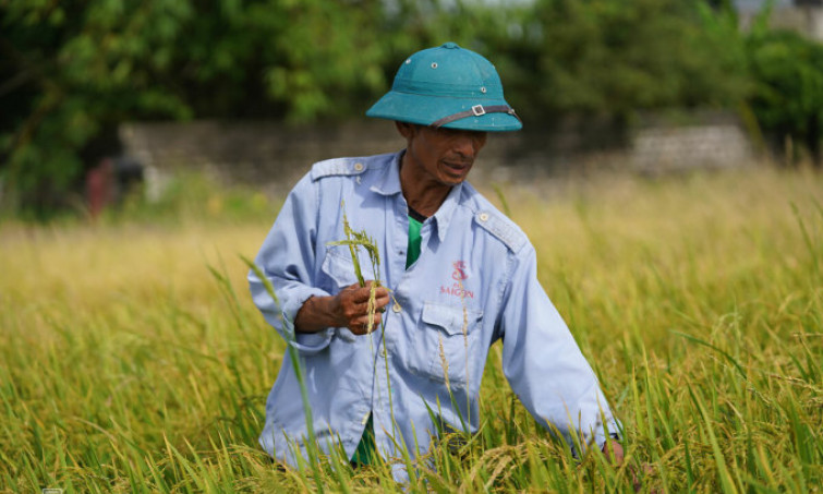 Lúa ma xâm hại gần 1.800 ha ở miền Bắc