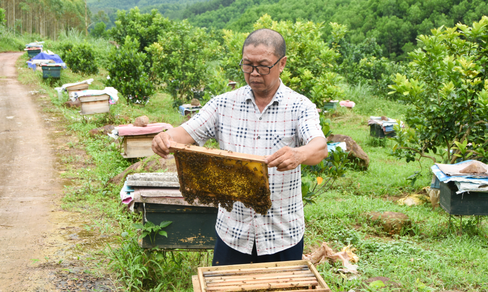 Làm giàu trên mảnh đất quê hương