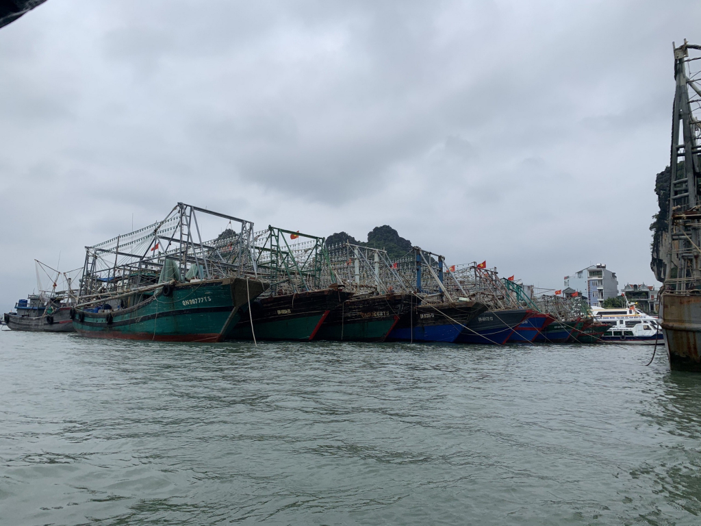 Các tàu cá vào neo đậu tránh trú bão an toàn tại cảng Cái Rồng (Vân Đồn).