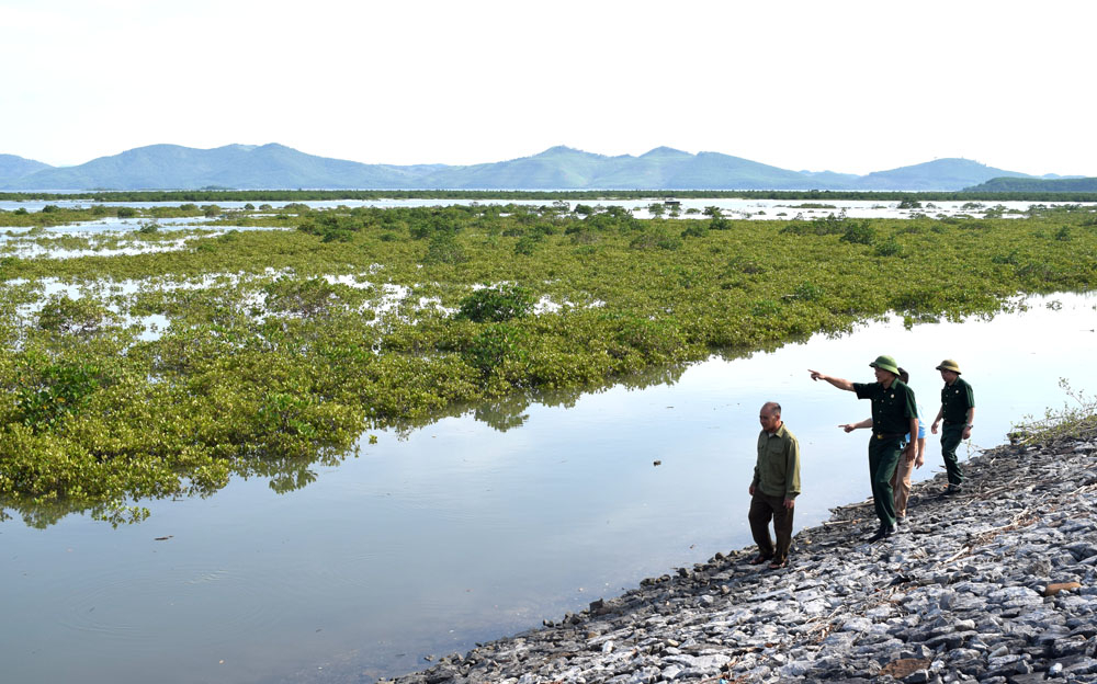 Các CCB huyện Tiên Yên trông coi 200 ha rừng ngập mặn ở xã Đông Hải (Tiên Yên) bảo vệ tốt môi trường sinh thái