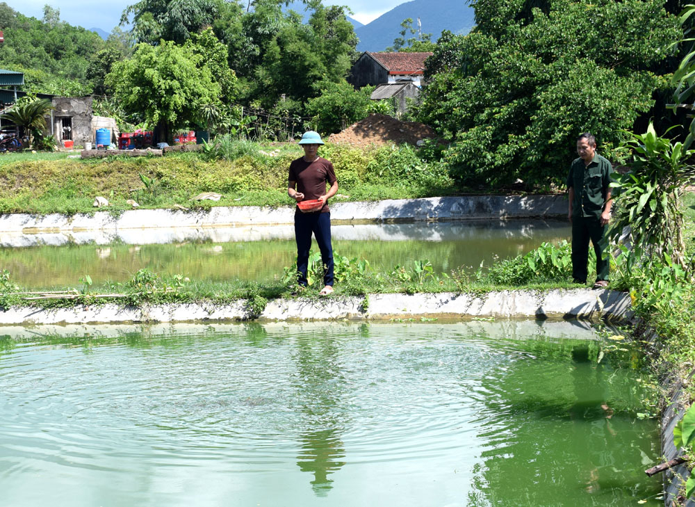 CCB Nguyễn Văn Thái (người cho cá ăn) là người đi đầu ở xã Quảng An về phát triển nuôi cá 