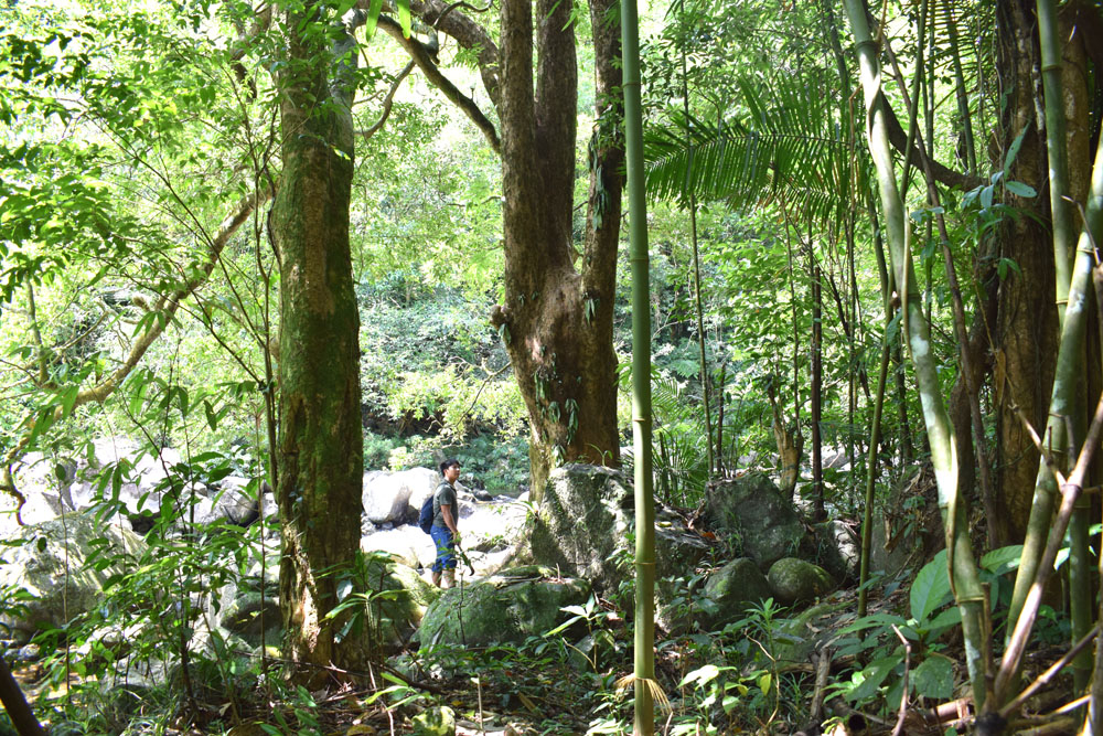 Xung quanh thác Đôi là khu rừng nguyên sinh với nhiều cây gỗ lớn