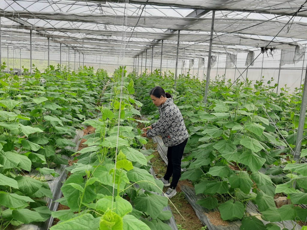Mô hình trồng dưa chuột trong nhà lưới kính ở Quảng Yên mới được một số hộ dân triển khai. Ảnh: Trung Anh