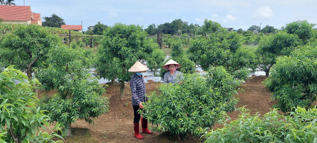 Các mô hình vườn mẫu của người dân xã Quảng Minh (Hải Hà) cho hiệu quả kinh tế cao