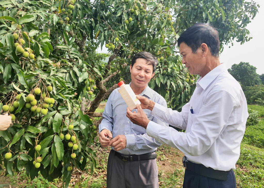 Nông dân Đông Triều cân nhắc sử dụng các loại thuốc gốc hóa học trên nông sản, nhằm tạo ra nông sản sạch, đáp ứng nhu cầu người tiêu dùng.