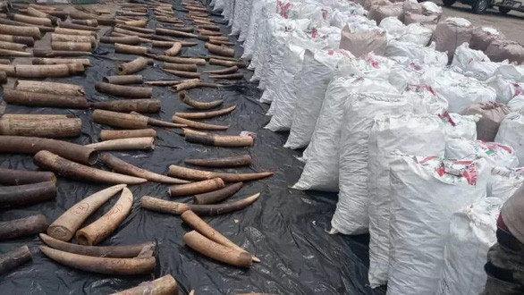 3 người Việt bị buộc tội buôn lậu ngà voi, vảy tê tê ở Nigeria - Ảnh 1.