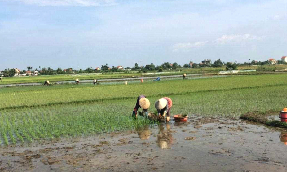 Chủ động sản xuất vụ mùa