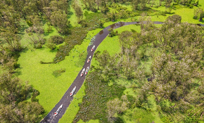 Restoration of wetland forest ecosystems