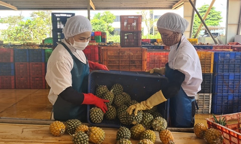 Agro-forestry-fishery exports on track to surpass yearly target