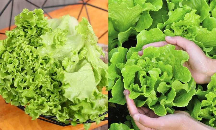 5 loại rau tốt cho người trên 50 tuổi