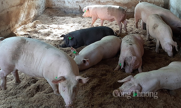 Giá lợn hơi hôm nay 9/7: Bật tăng từ 1.000 - 5.000 đồng/kg trên diện rộng