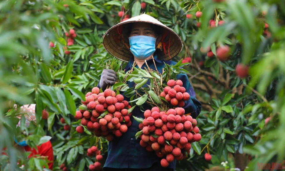 First fresh lychee batch exported to China via Mong Cai border gate