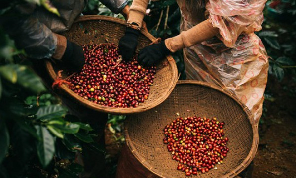 Bright prospects for EU-Việt Nam trade