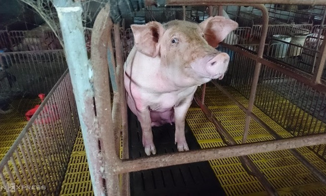 Giá heo hơi tăng vọt