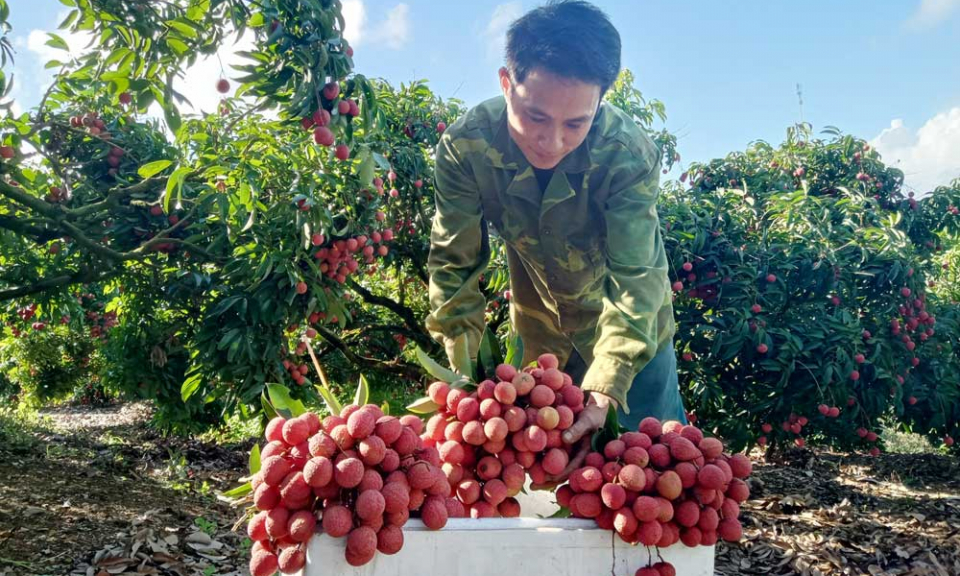Bản tin vùng Đông Bắc ngày 14/7/2022