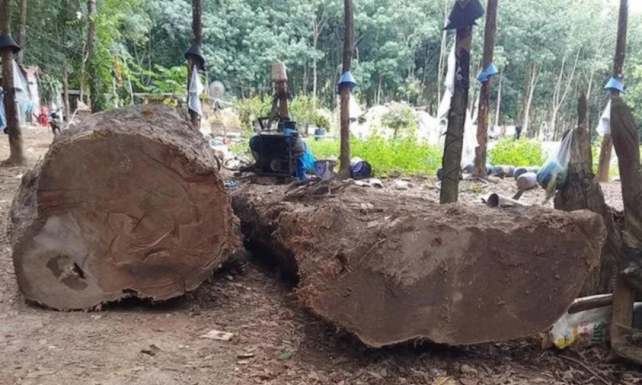 Đào được khúc gỗ lạ dưới lòng đất, người đàn ông ở Kon Tum bị phạt 4 triệu đồng