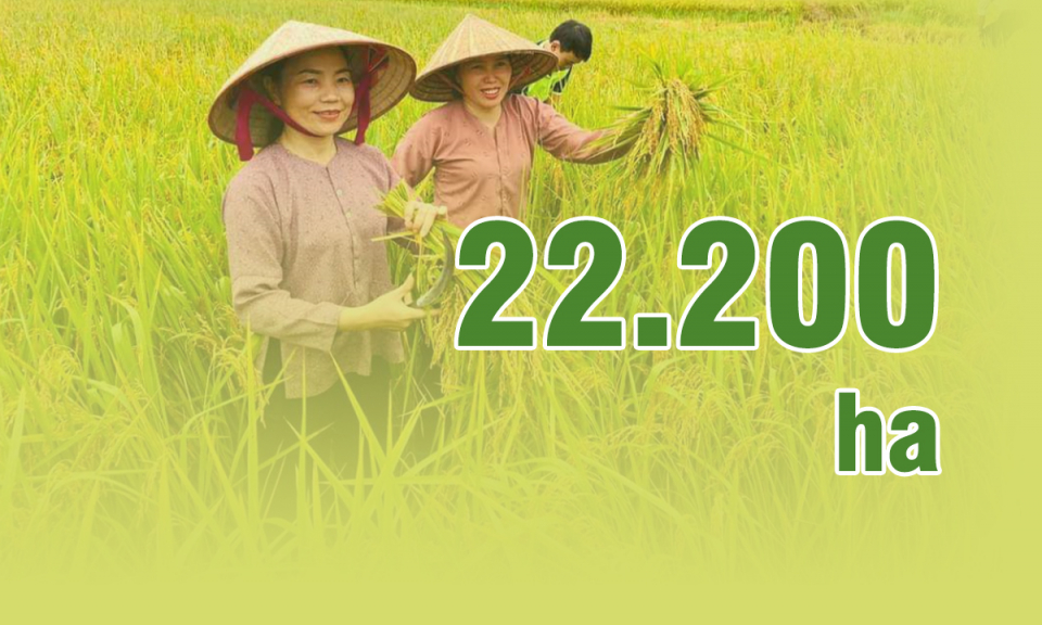 22.200 ha - là diện tích dự kiến gieo cấy lúa vụ mùa toàn tỉnh năm 2022