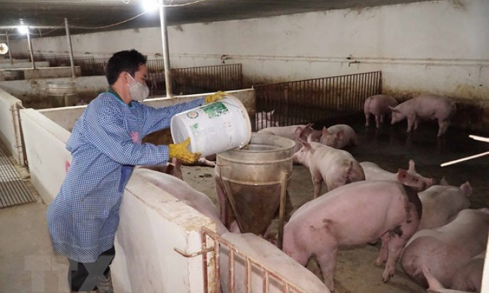 Giá lợn hơi tăng mạnh, người chăn nuôi vẫn thận trọng việc tái đàn
