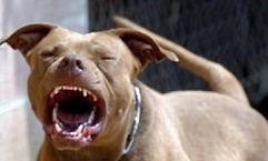 Bình Phước: Một bé gái 8 tuổi bị chó Pitbull cắn tử vong