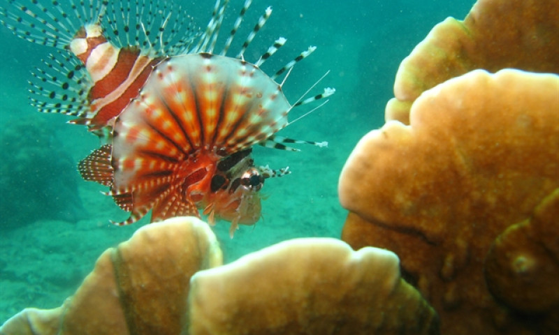 Measures needed to preserve Nha Trang Bay corals