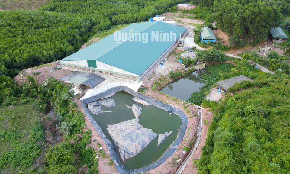Cẩm Phả: Ô nhiễm môi trường từ trang trại nuôi lợn xây dựng trái phép