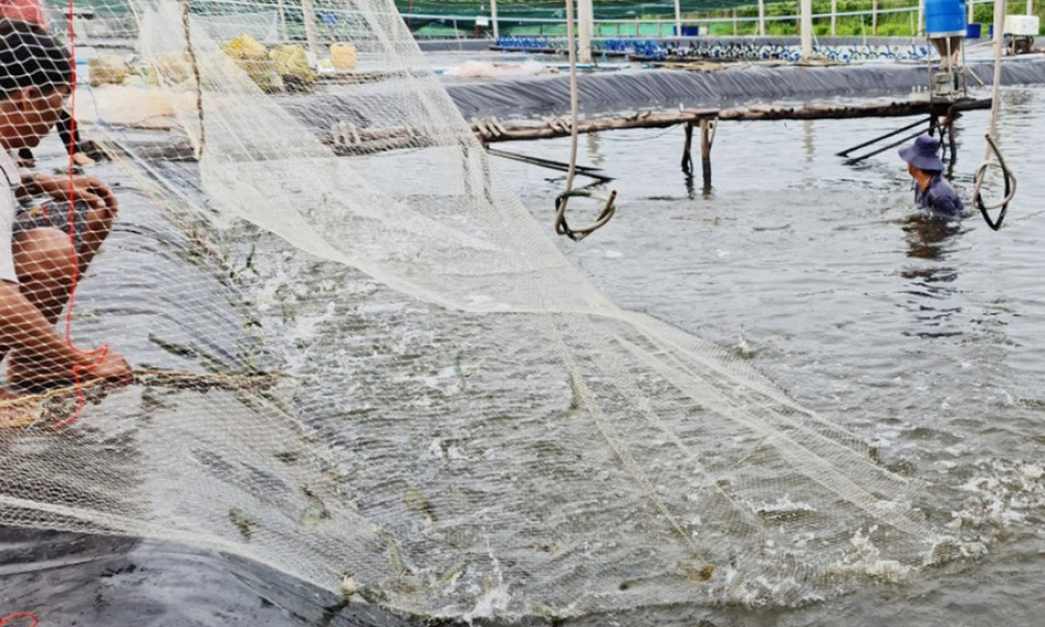 Giá tôm trong nước tăng cao, xuất khẩu lại gặp khó