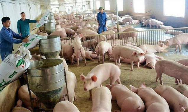 Thiếu nguồn cung, giá lợn hơi sẽ còn tăng