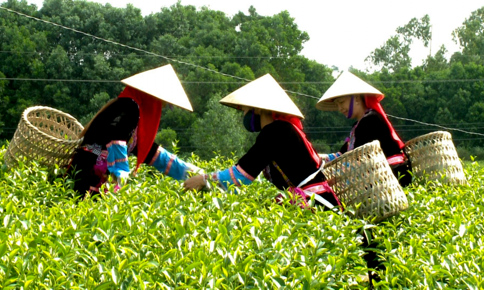 Improving economic values of tea production in Hai Ha district