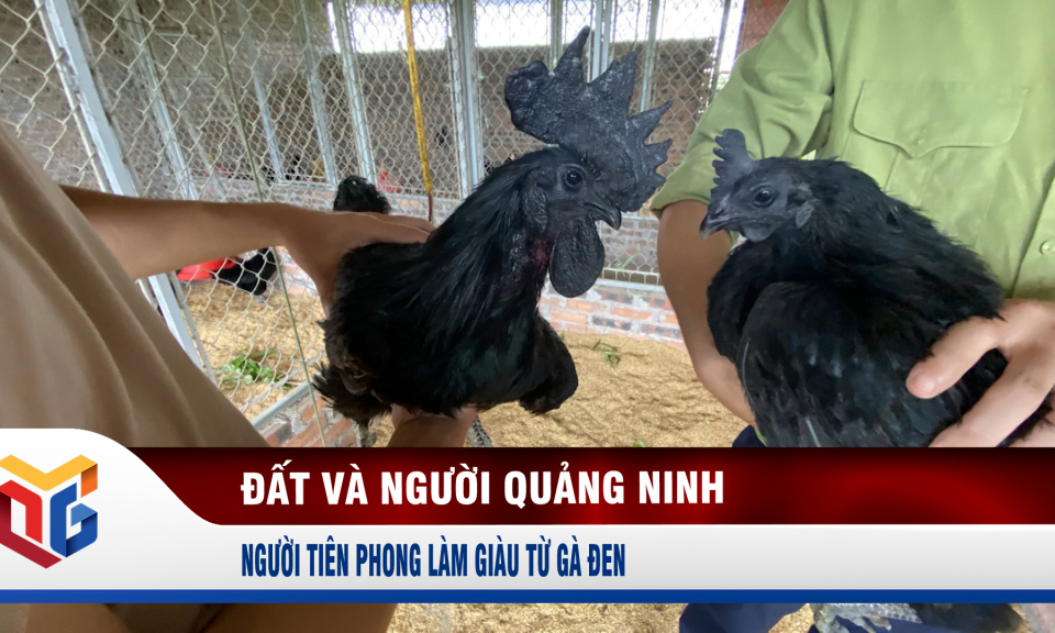 Người tiên phong làm giàu từ gà đen