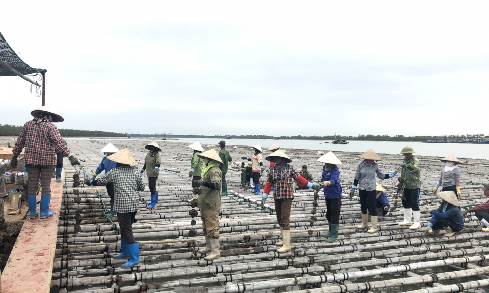 Nuôi thủy sản trên biển chưa tương xứng tiềm năng