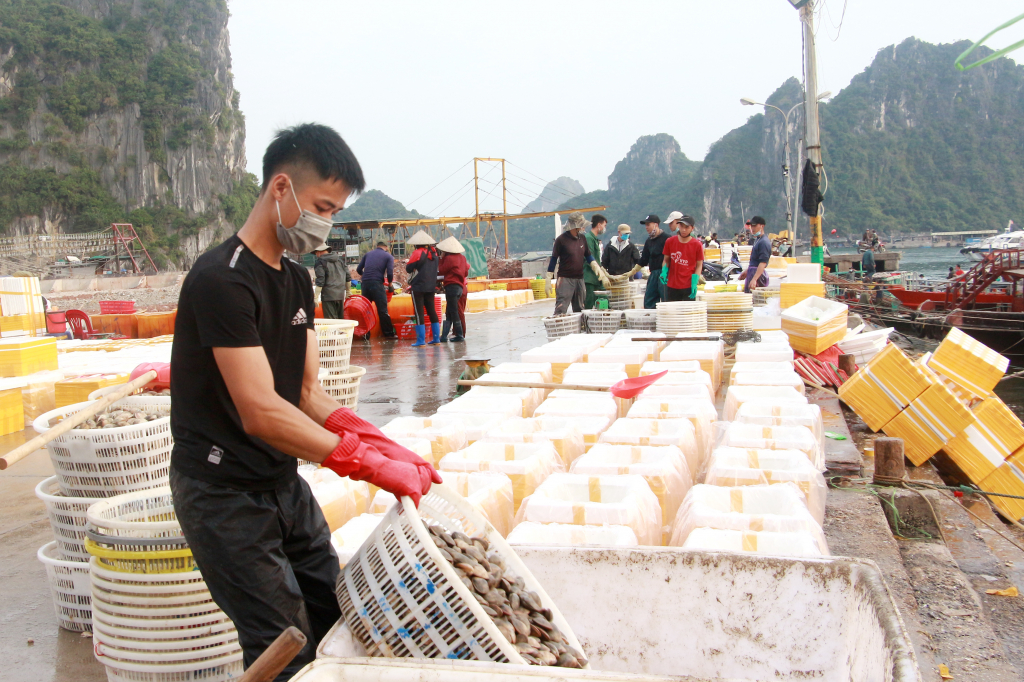 Nuôi trồng thủy sản, một trong những ngành kinh tế mũi nhọn, nâng cao thu nhập cho người dân trên địa bàn huyện Vân Đồn. Ảnh: Mạnh Trường