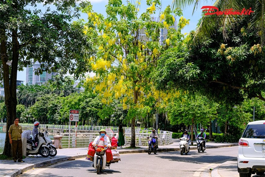 Dưới cái nắng rực rỡ mùa hạ, hoa muồng hoàng yến lại đua nở dọc con đường cạnh Hồ Tây.