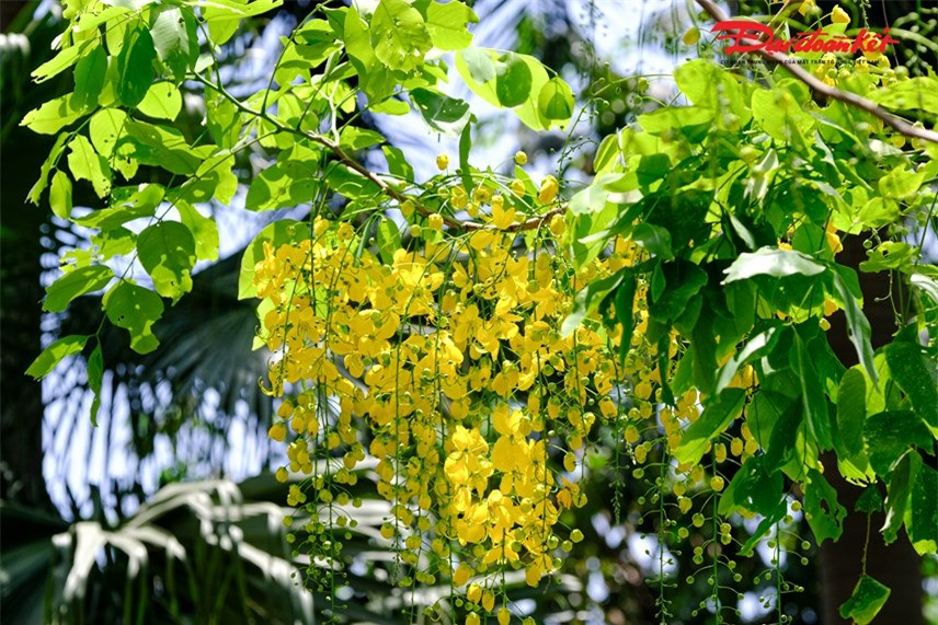 Hoa muồng hoàng yến được gọi với rất nhiều tên khác nhau như: muồng hoàng hậu, bọ cạp vàng, hoa lồng đèn, mai dây...