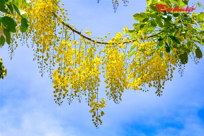 Những bông hoa muồng hoàng yến rực vàng trong ánh nắng và bầu trời xanh của tháng 6, khiến Hồ Tây trở nên bình dị, lãng mạn hơn bao giờ hết.