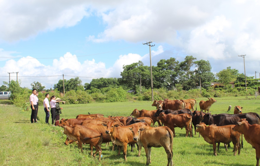Từ một vài con bò giống, gia đình ông Chu Đức Chí, trú tại Khu Hồng Phong, phường Ninh Dương, TP Móng Cái đã có đàn bò hơn 40 con trị giá hàng trăm triệu đồng.