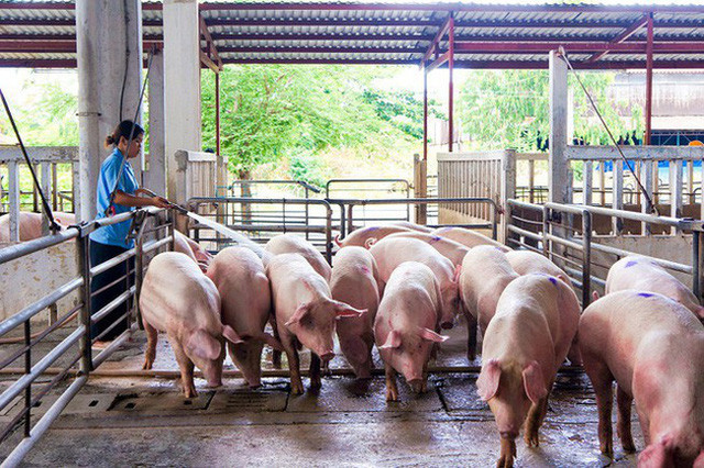 Tăng đàn đảm bảo nguồn cung thịt lợn cuối năm - Ảnh 1.