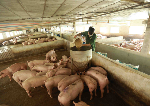 Tăng đàn đảm bảo nguồn cung thịt lợn cuối năm - Ảnh 2.