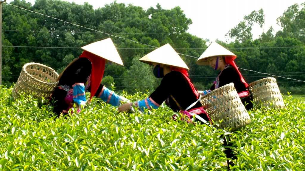 Hai Ha has nearly 800 hectares of tea scattering in some communes.