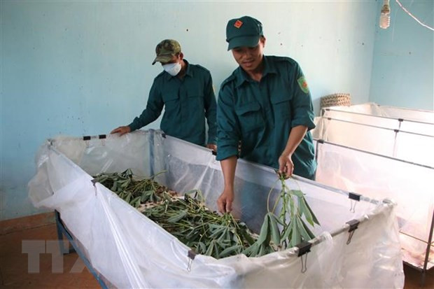 Hieu qua tu mo hinh nuoi de cua Tieu doi Dan quan tai Quang Ngai hinh anh 1