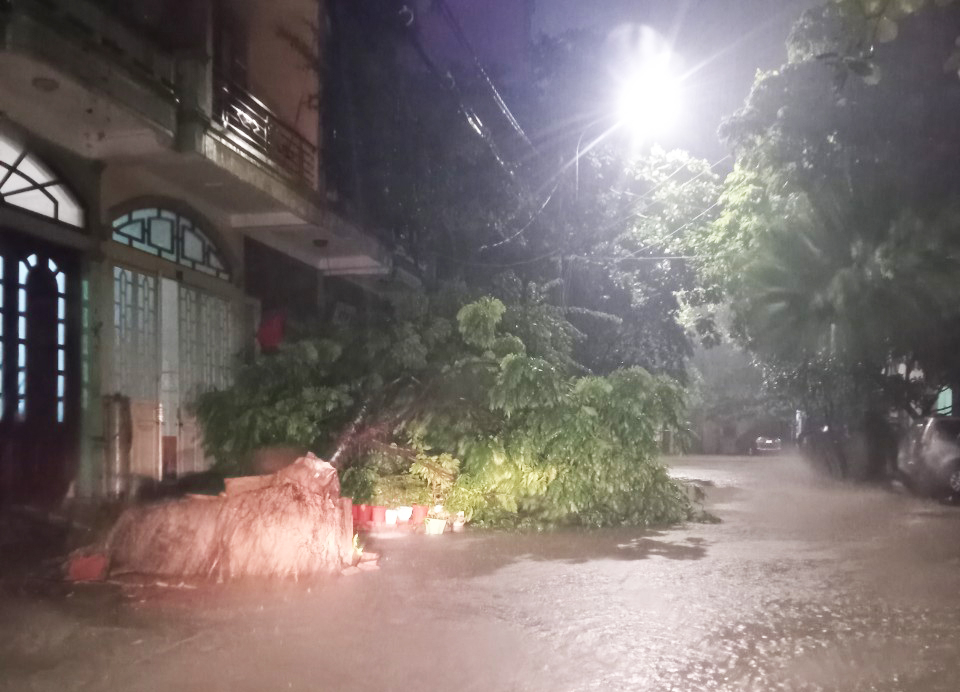 Mưa lớn, kèm theo gió to đã khiến một số gốc cây bị bât gốc.
