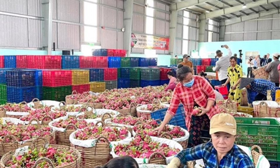 Agriculture the brightest sector in Mekong Delta: report
