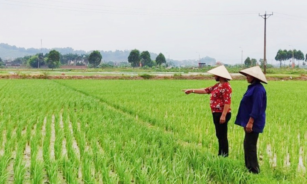 Đảm bảo cho sản xuất lúa vụ mùa