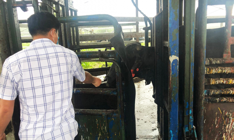 Chăn nuôi an toàn ở Công ty Phú Lâm