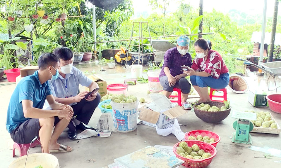 Đông Triều: Sản xuất nông nghiệp an toàn