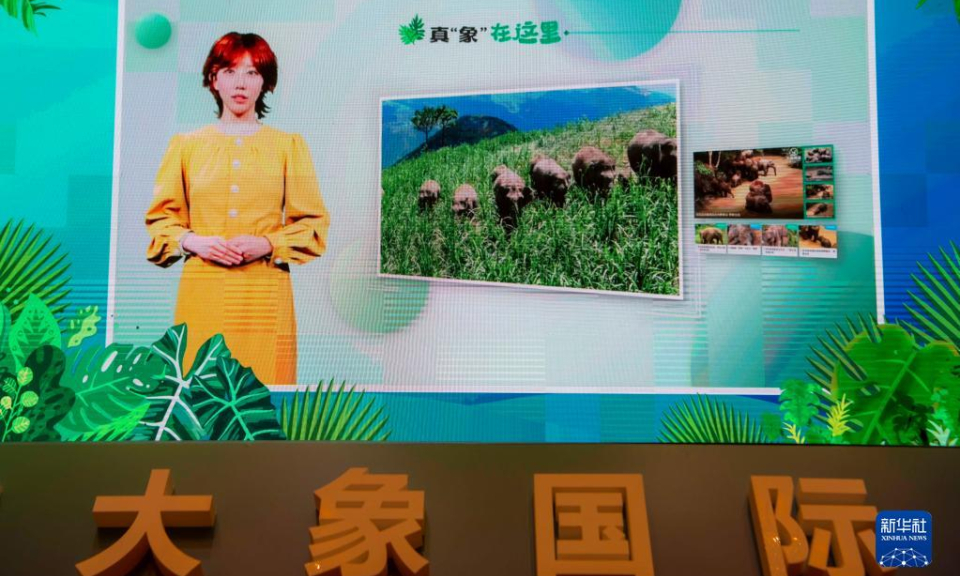 云南上线“大象频道”