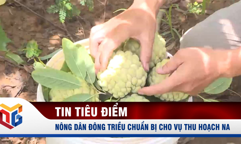 Nông dân Đông Triều chuẩn bị cho vụ thu hoạch na