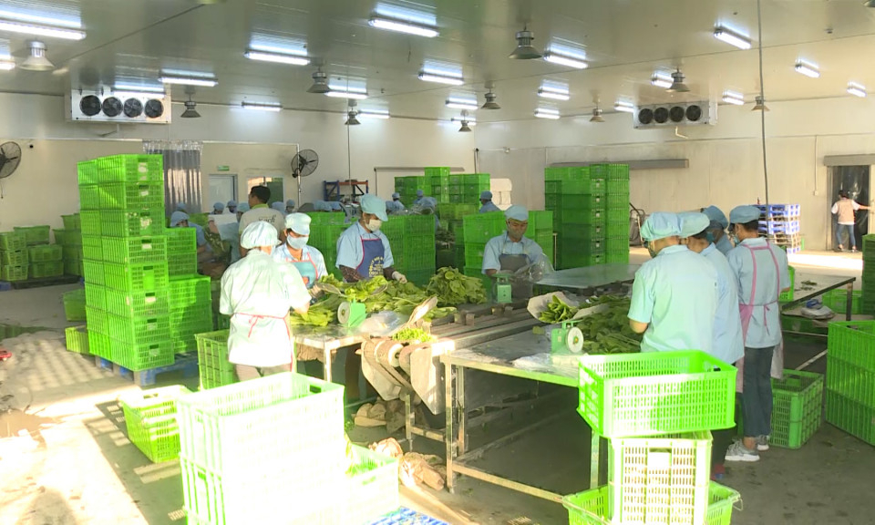 Phát triển sản xuất nông nghiệp hữu cơ - hướng đi bền vững 