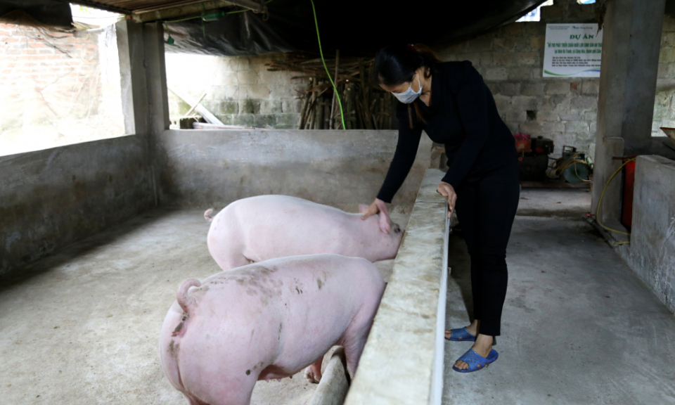 Phòng ngừa dịch bệnh trên gia súc, gia cầm