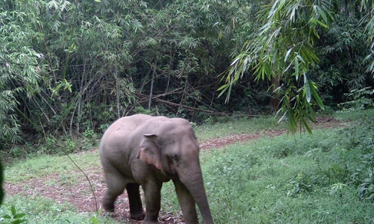 Việt Nam strives to conserve endangered elephant species