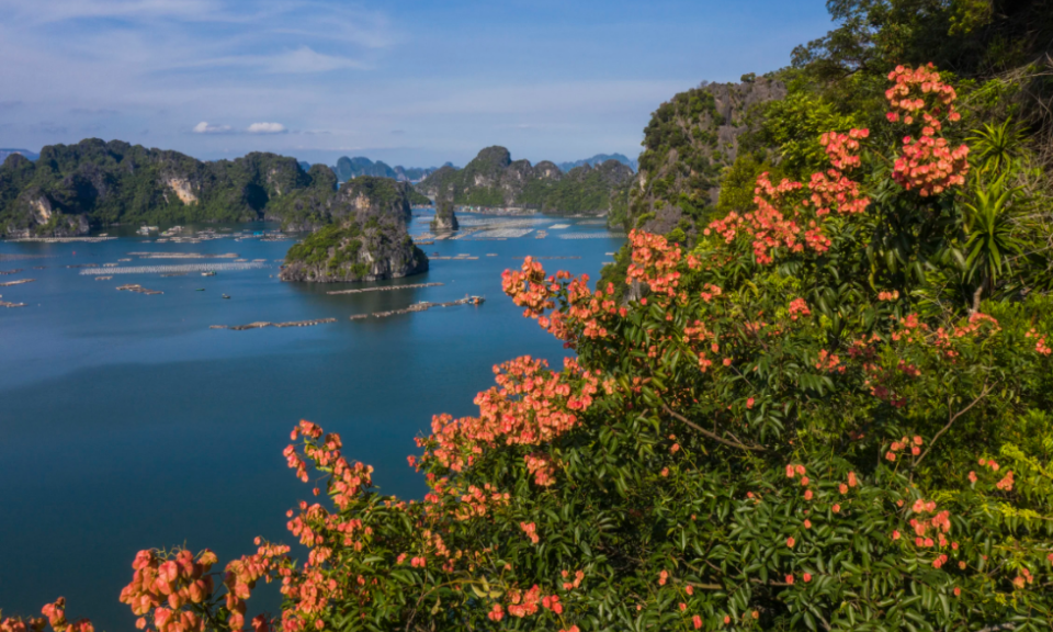 Impressive Bong Moc flowers in Ha Long Bay
